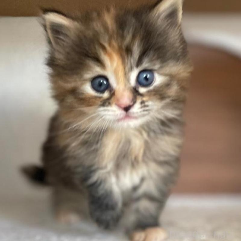 販売中の千葉県のサイベリアン-133934の5枚目