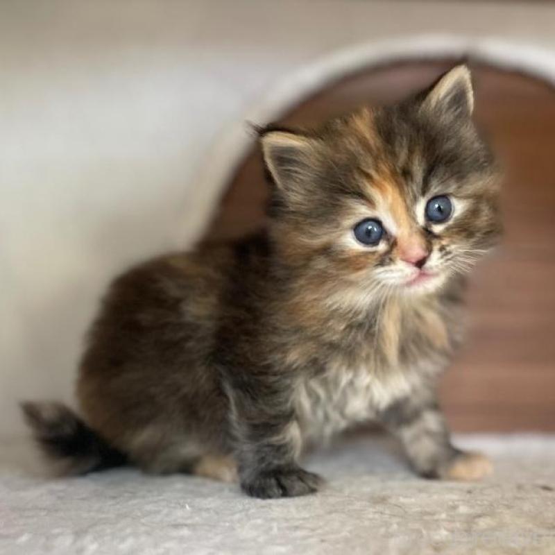 販売中の千葉県のサイベリアン-133934の4枚目