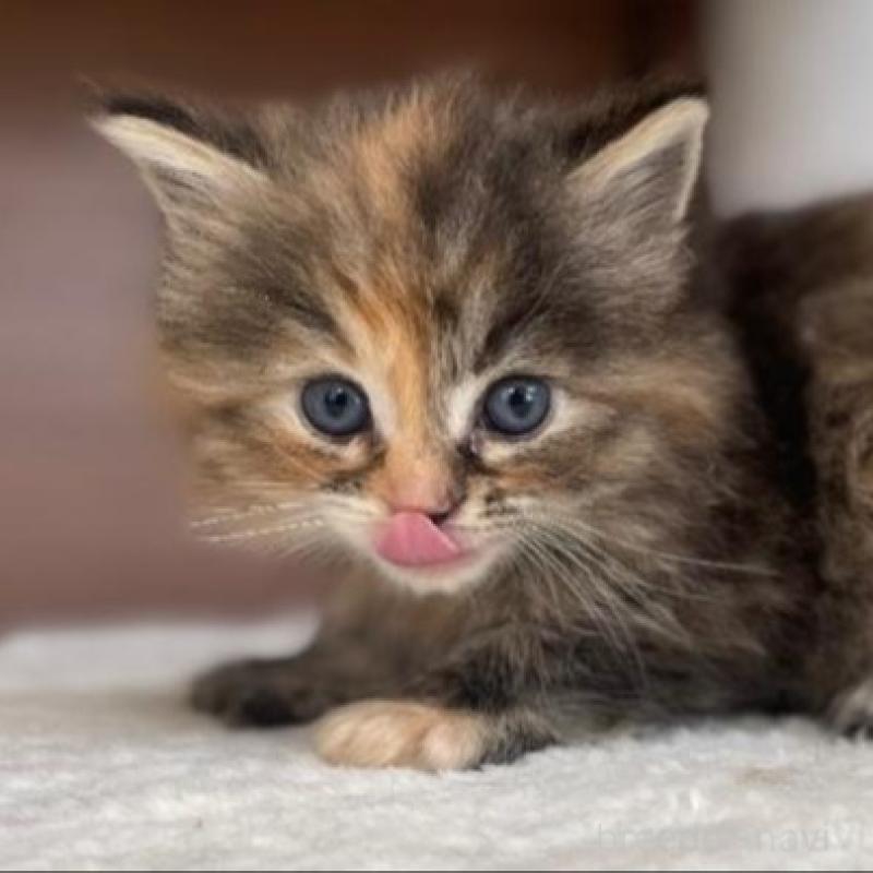 販売中の千葉県のサイベリアン-133934の3枚目