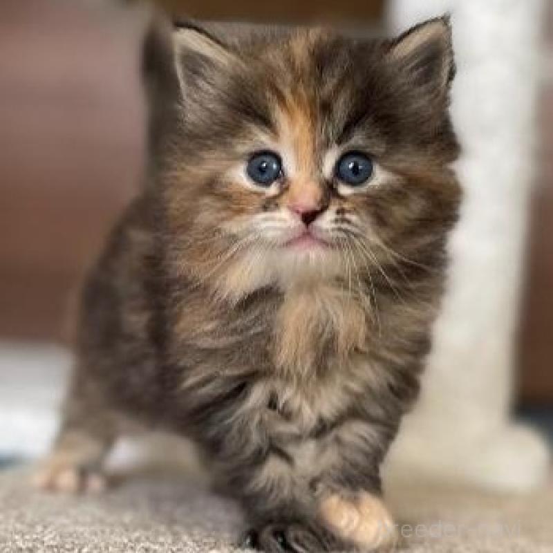 販売中の千葉県のサイベリアン-133934