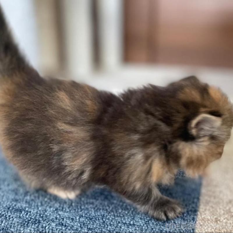 販売中の千葉県のサイベリアン-133934の2枚目