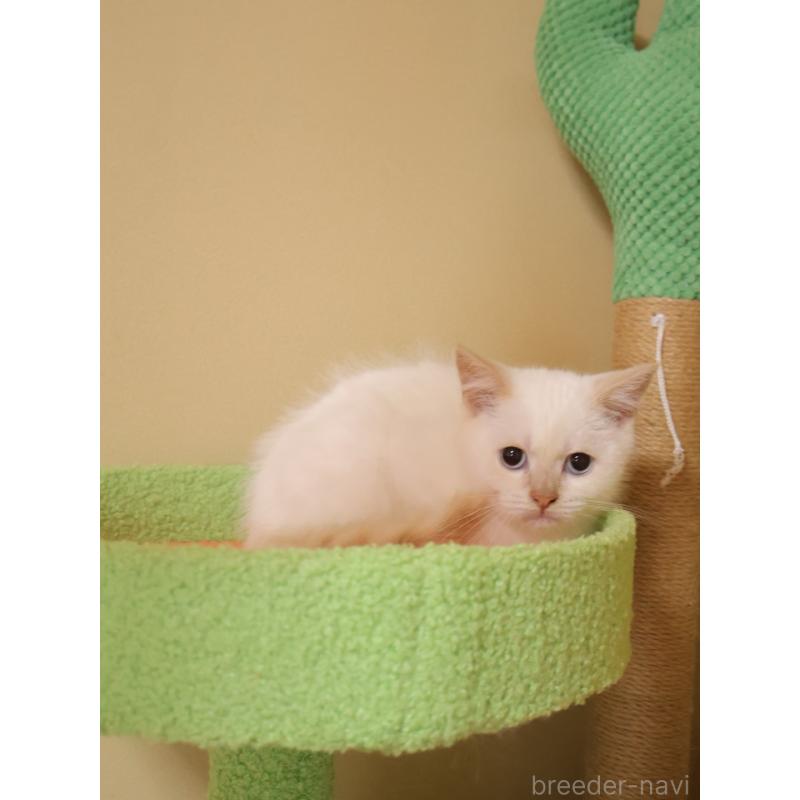 販売中の埼玉県のマンチカン-133936の2枚目