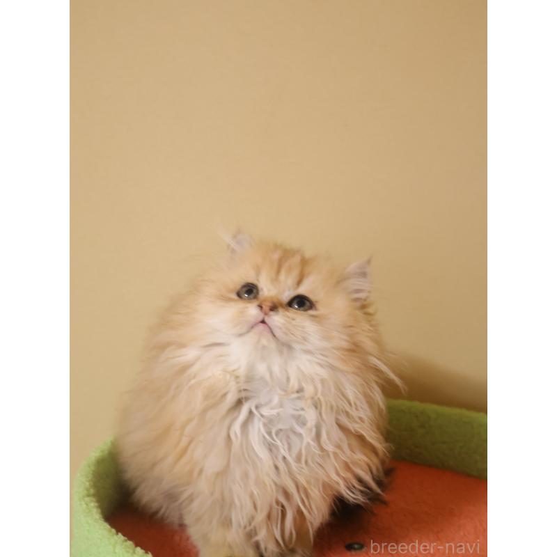 販売中の埼玉県のペルシャ-133937の6枚目