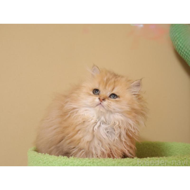 販売中の埼玉県のペルシャ-133937の5枚目