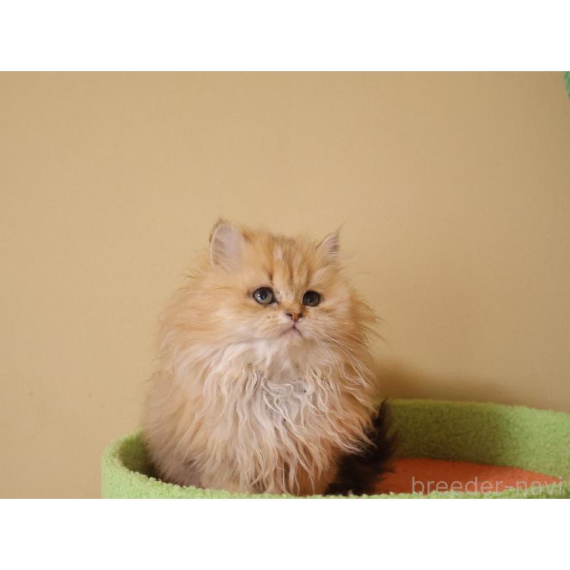 販売中の埼玉県のペルシャ-133937の4枚目