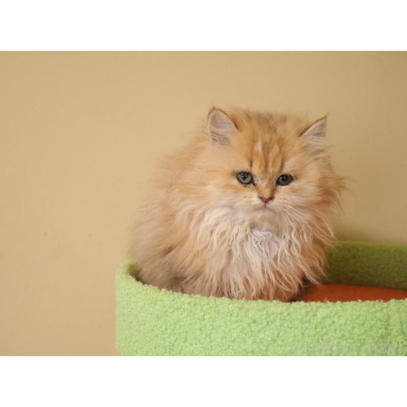 販売中の埼玉県のペルシャ-133937の3枚目