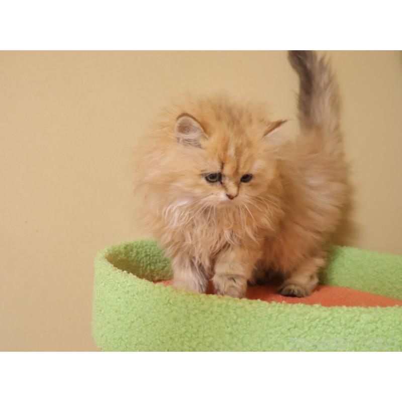 販売中の埼玉県のペルシャ-133937の2枚目