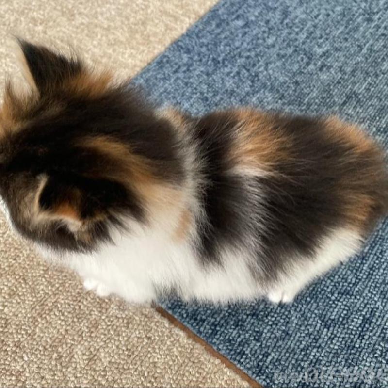 販売中の千葉県のサイベリアン-133938の5枚目