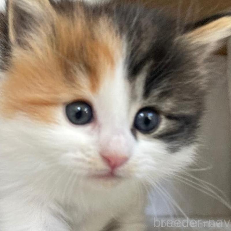 販売中の千葉県のサイベリアン-133938の4枚目