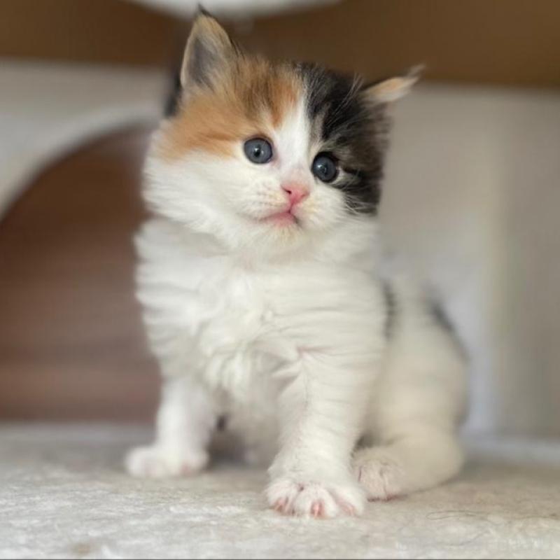 販売中の千葉県のサイベリアン-133938の3枚目