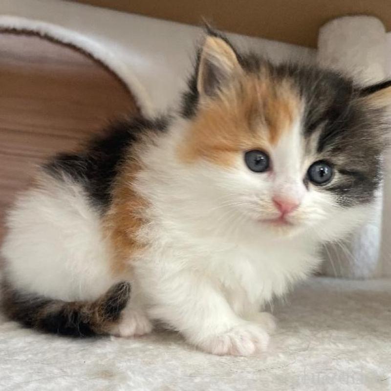 販売中の千葉県のサイベリアン-133938