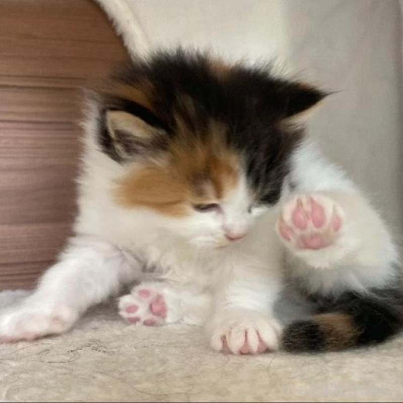 販売中の千葉県のサイベリアン-133938の2枚目