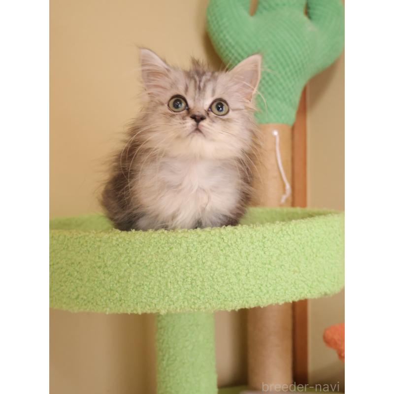 販売中の埼玉県のマンチカン-133939の6枚目