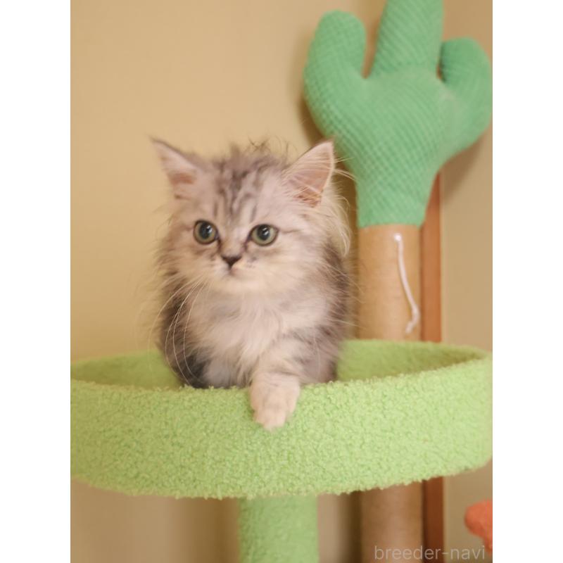 販売中の埼玉県のマンチカン-133939の5枚目