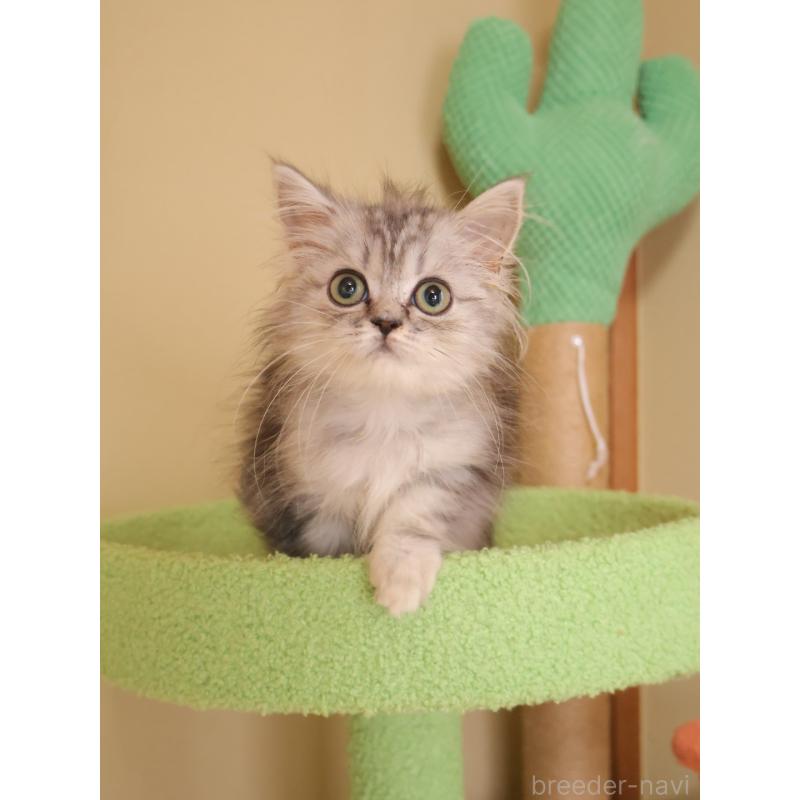 販売中の埼玉県のマンチカン-133939の4枚目