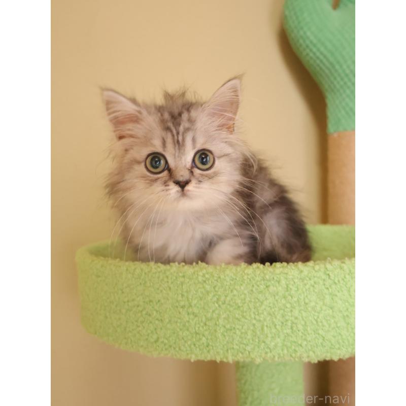 販売中の埼玉県のマンチカン-133939の3枚目