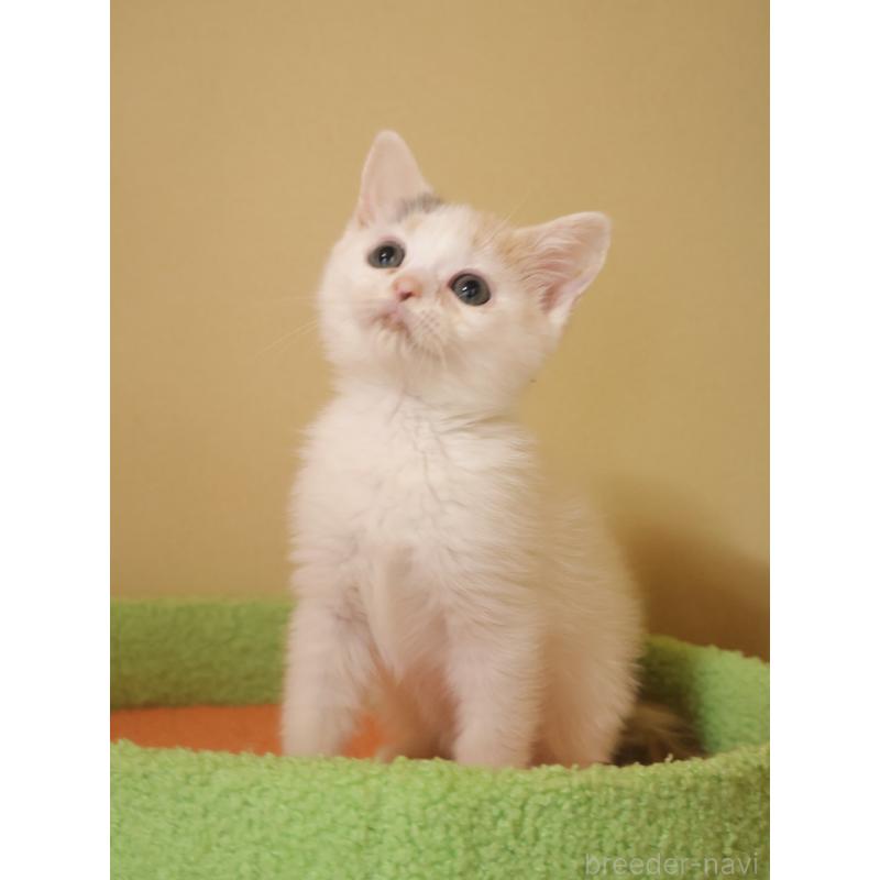 販売中の埼玉県のマンチカン-133940の13枚目