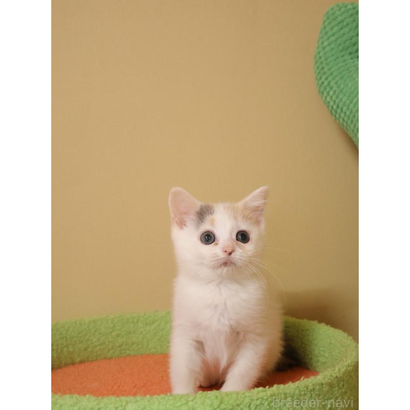 販売中の埼玉県のマンチカン-133940の12枚目