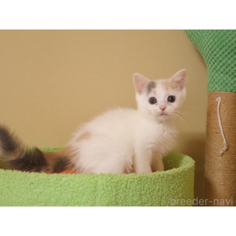 販売中の埼玉県のマンチカン-133940の11枚目