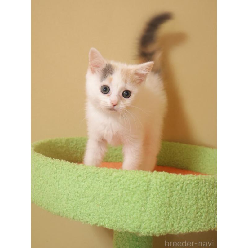 販売中の埼玉県のマンチカン-133940の10枚目