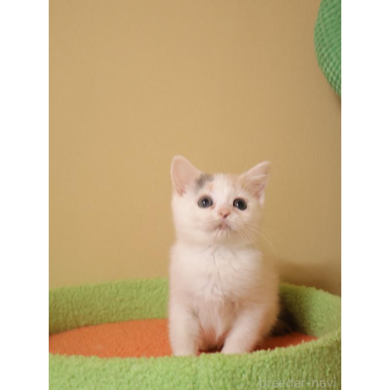 販売中の埼玉県のマンチカン-133940の9枚目