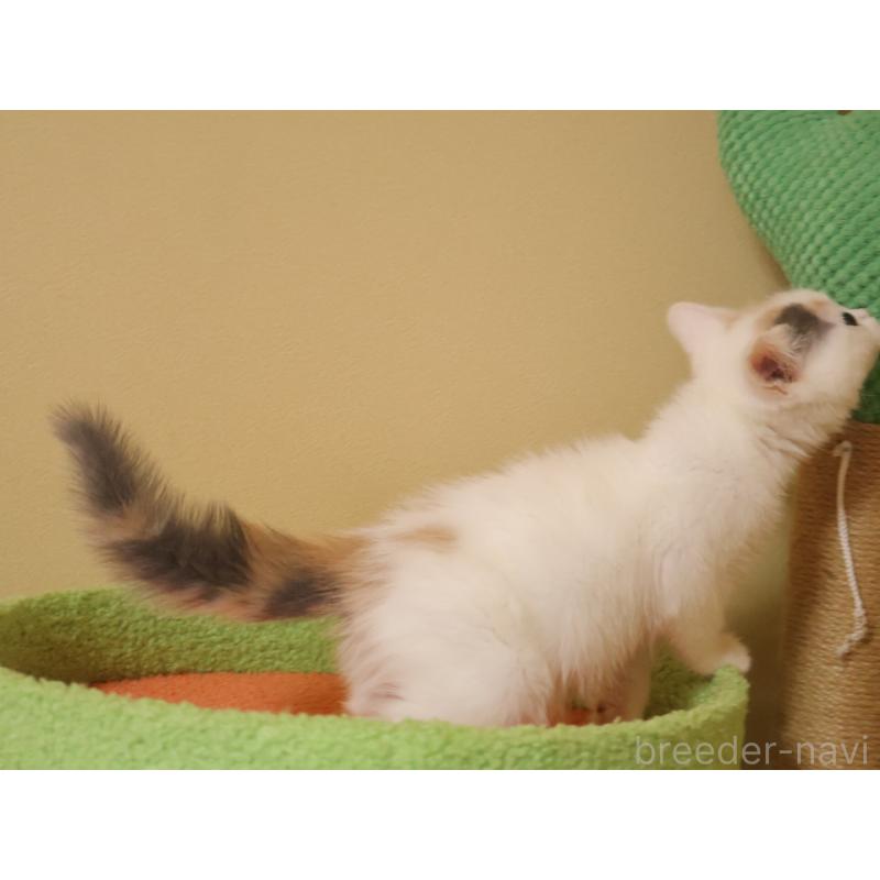 販売中の埼玉県のマンチカン-133940の8枚目