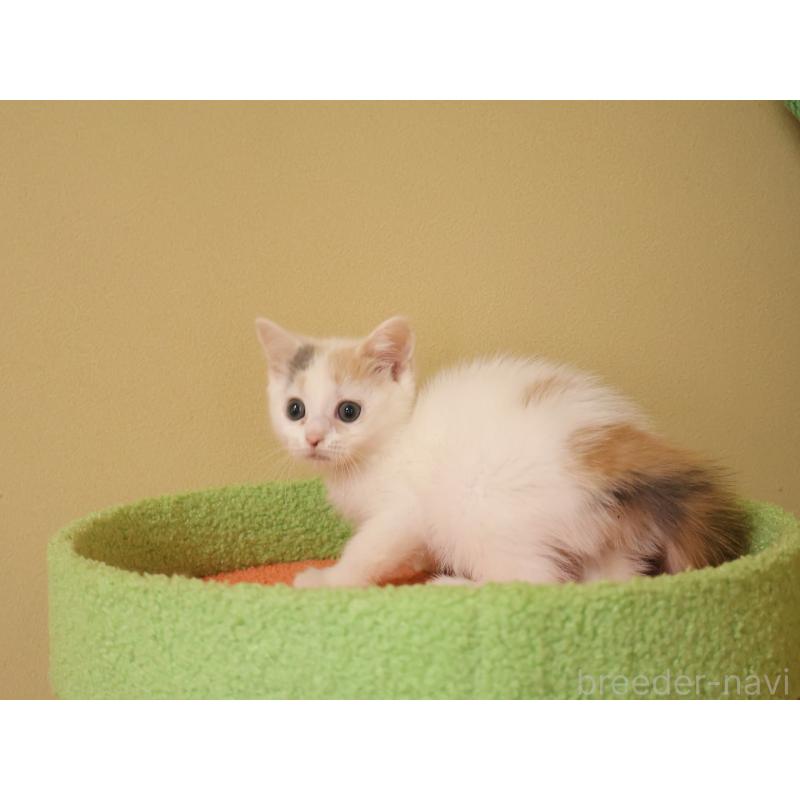 販売中の埼玉県のマンチカン-133940の7枚目