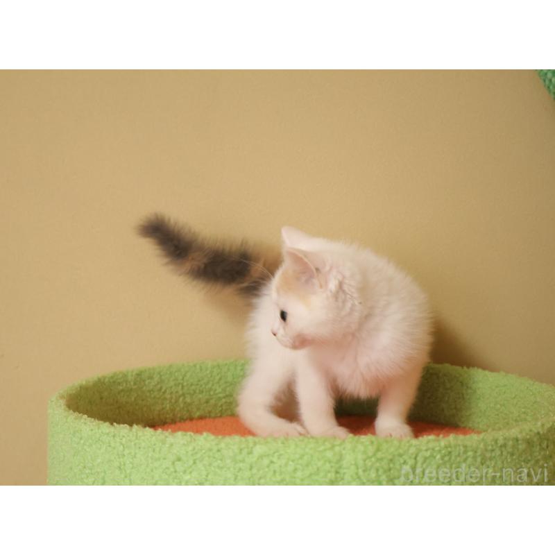 販売中の埼玉県のマンチカン-133940の6枚目