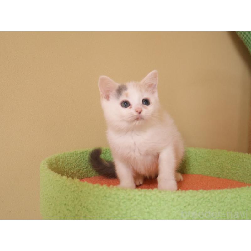 販売中の埼玉県のマンチカン-133940の5枚目