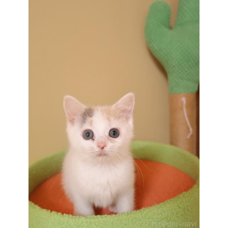 販売中の埼玉県のマンチカン-133940の4枚目