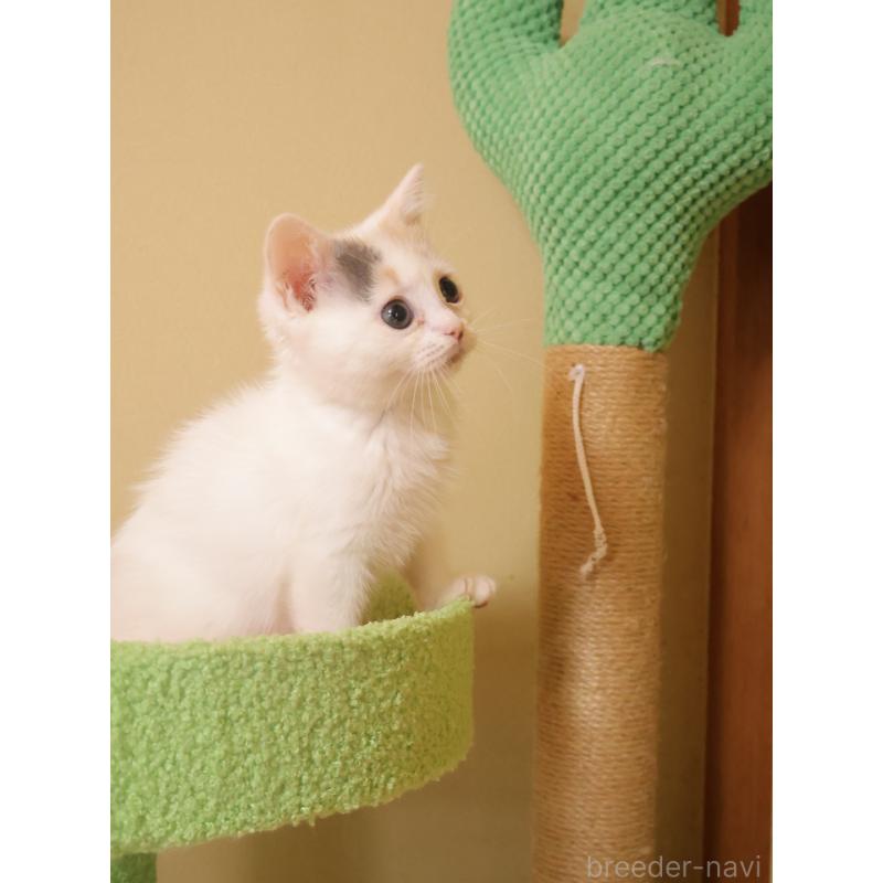 販売中の埼玉県のマンチカン-133940の3枚目