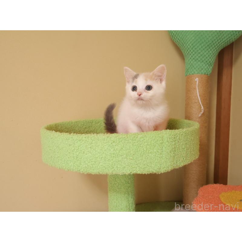 販売中の埼玉県のマンチカン-133940の2枚目