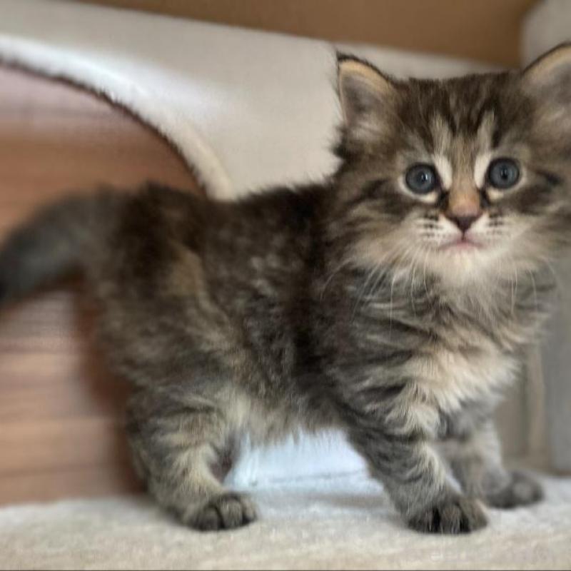 販売中の千葉県のサイベリアン-133941の5枚目