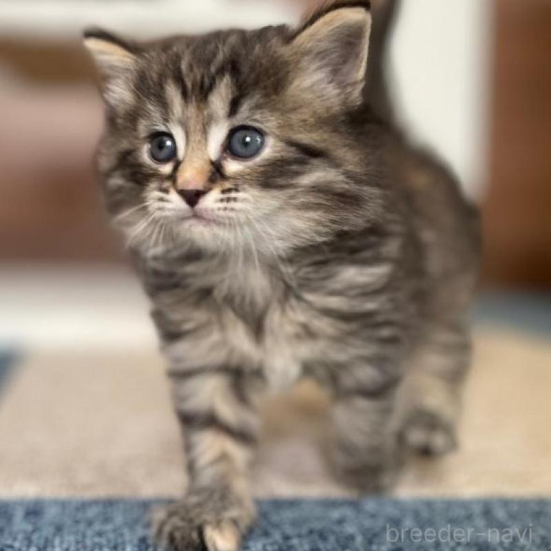 販売中の千葉県のサイベリアン-133941の4枚目