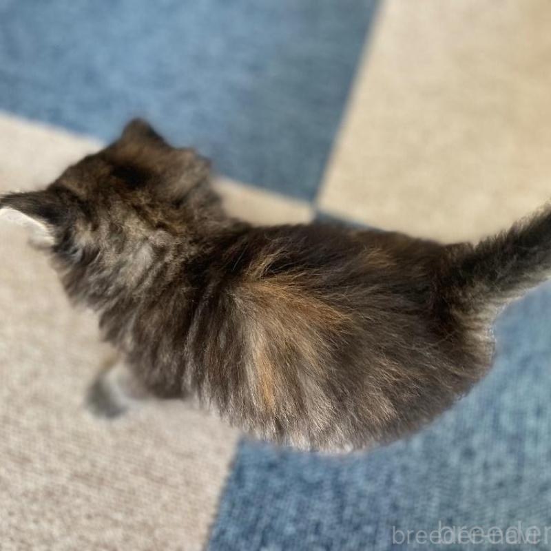 販売中の千葉県のサイベリアン-133941の2枚目