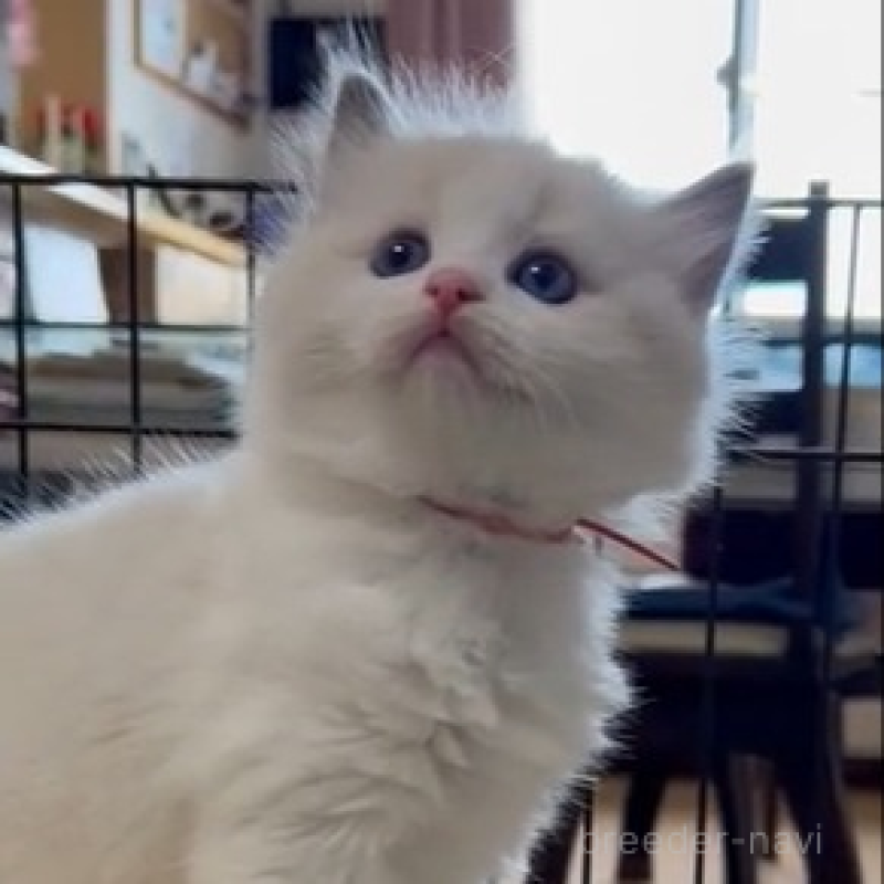 販売中の岡山県のラグドール-133943の3枚目