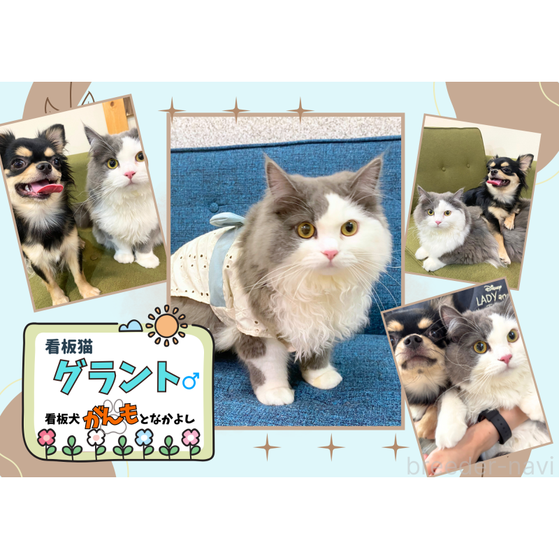 販売中の埼玉県のノルウェージャンフォレストキャット-133947の16枚目