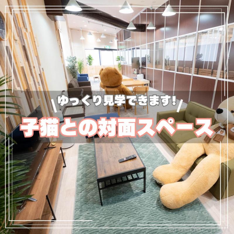 販売中の埼玉県のノルウェージャンフォレストキャット-133947の14枚目