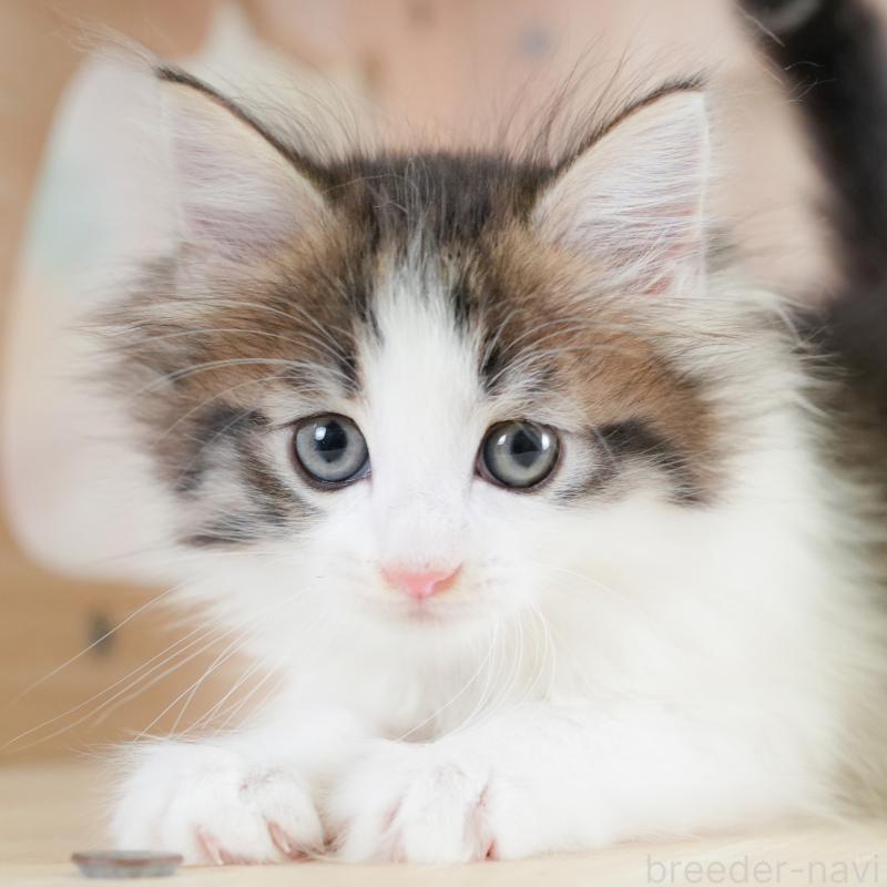 販売中の埼玉県のノルウェージャンフォレストキャット-133947の1枚目