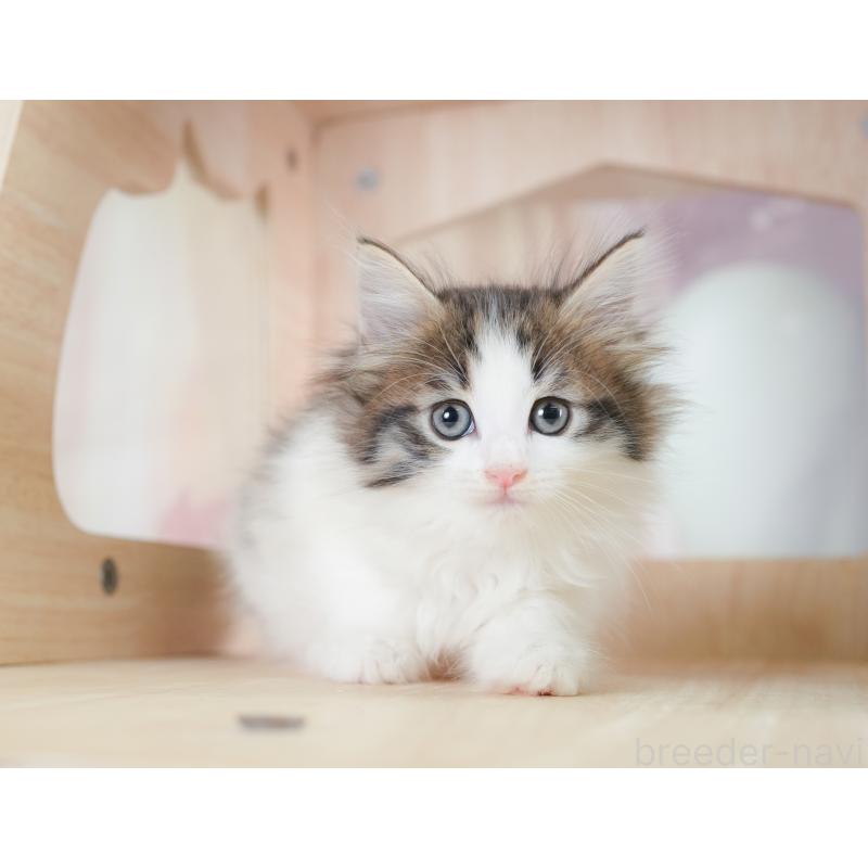 販売中の埼玉県のノルウェージャンフォレストキャット-133947の10枚目