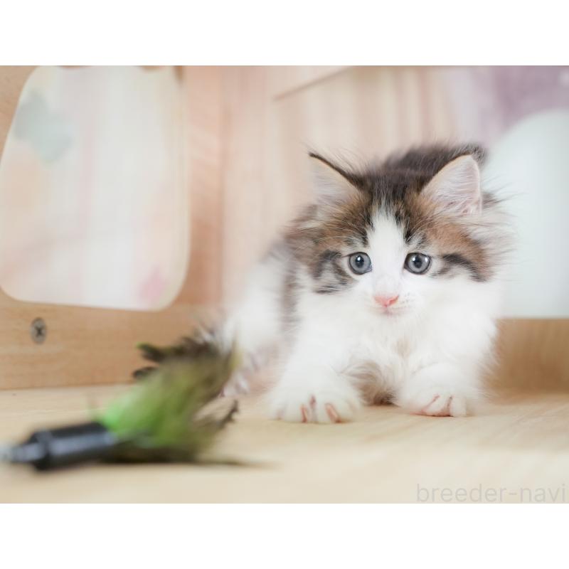 販売中の埼玉県のノルウェージャンフォレストキャット-133947の9枚目