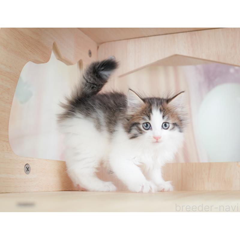 販売中の埼玉県のノルウェージャンフォレストキャット-133947の8枚目