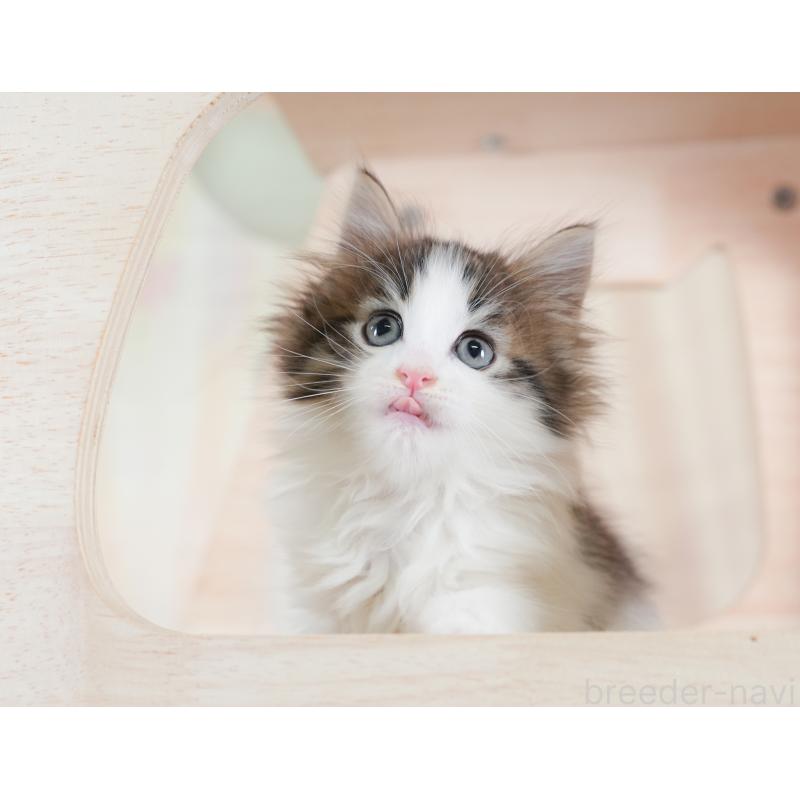 販売中の埼玉県のノルウェージャンフォレストキャット-133947の7枚目