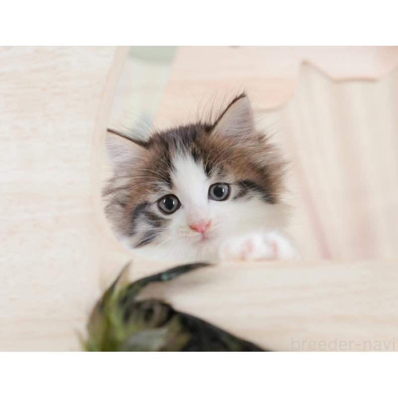 販売中の埼玉県のノルウェージャンフォレストキャット-133947の6枚目