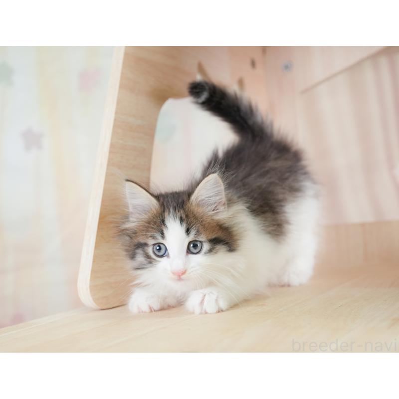 販売中の埼玉県のノルウェージャンフォレストキャット-133947の5枚目