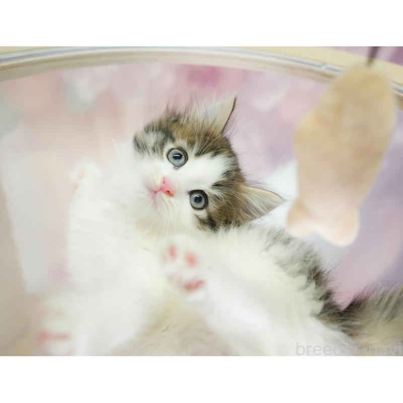 販売中の埼玉県のノルウェージャンフォレストキャット-133947の4枚目