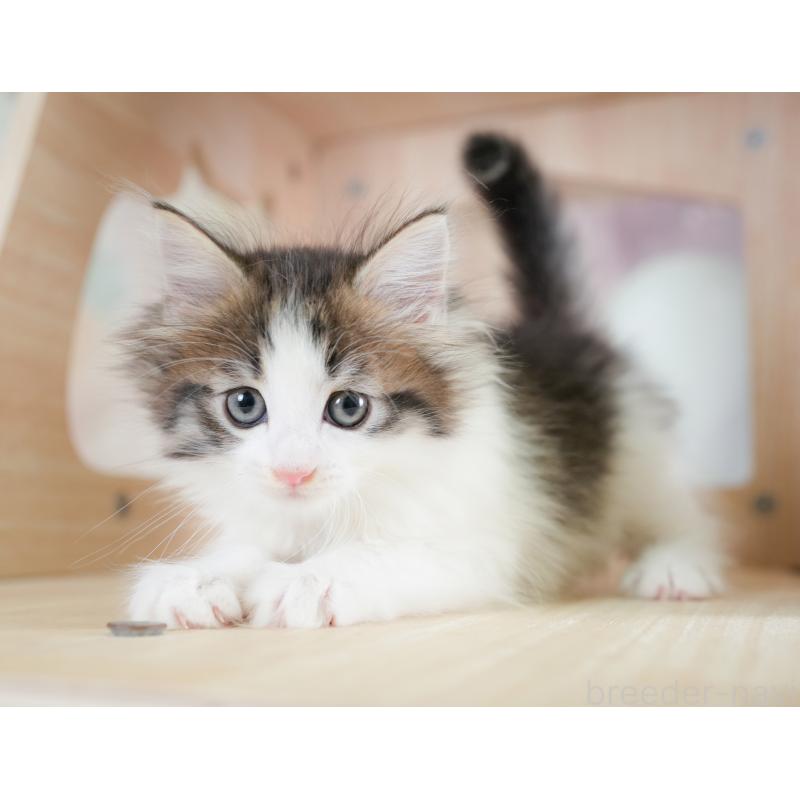 販売中の埼玉県のノルウェージャンフォレストキャット-133947の3枚目