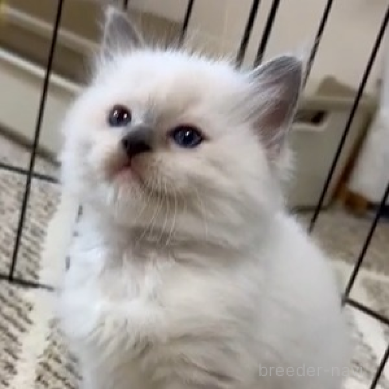 販売中の岡山県のラグドール-133944の1枚目