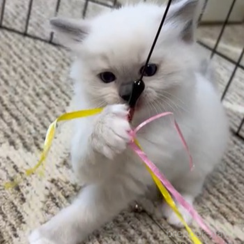 販売中の岡山県のラグドール-133944の2枚目