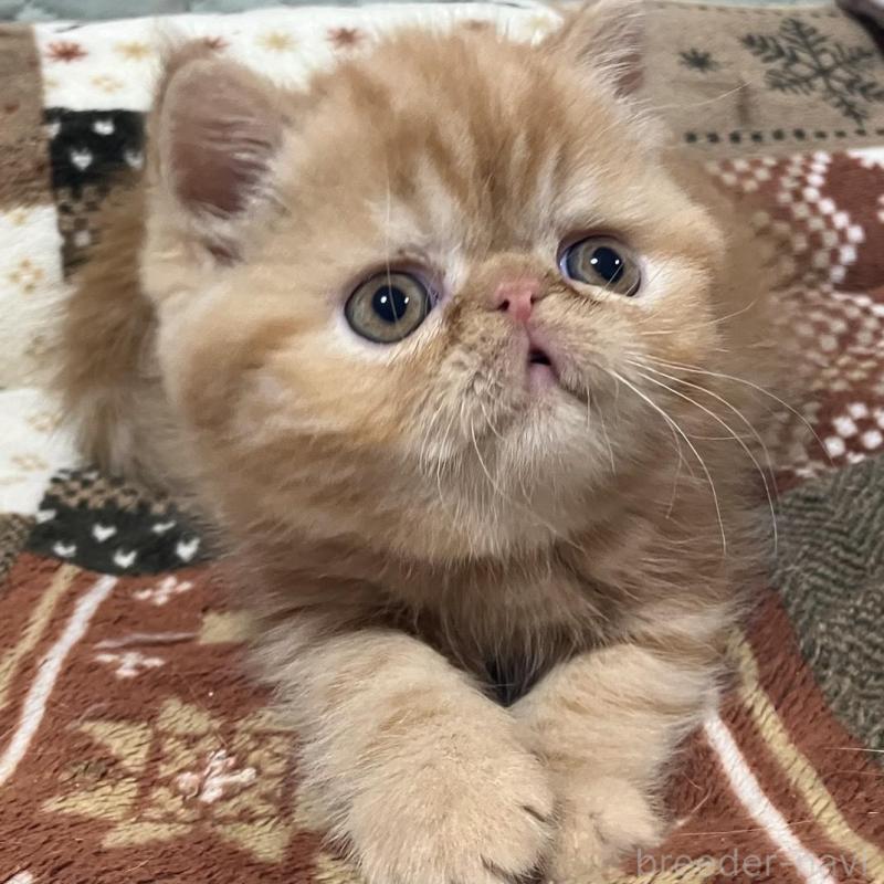 販売中の京都府のエキゾチックショートヘア-133945の9枚目